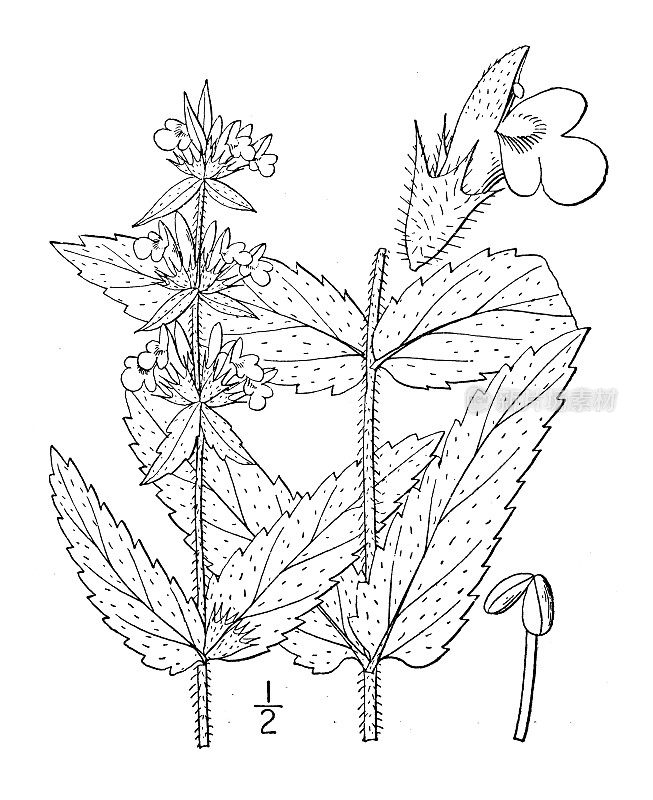 古植物学植物插图:沼泽Stachys palustris，篱荨麻